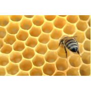 Zakonzervování našeho výrobku včelím voskem-vel.M
